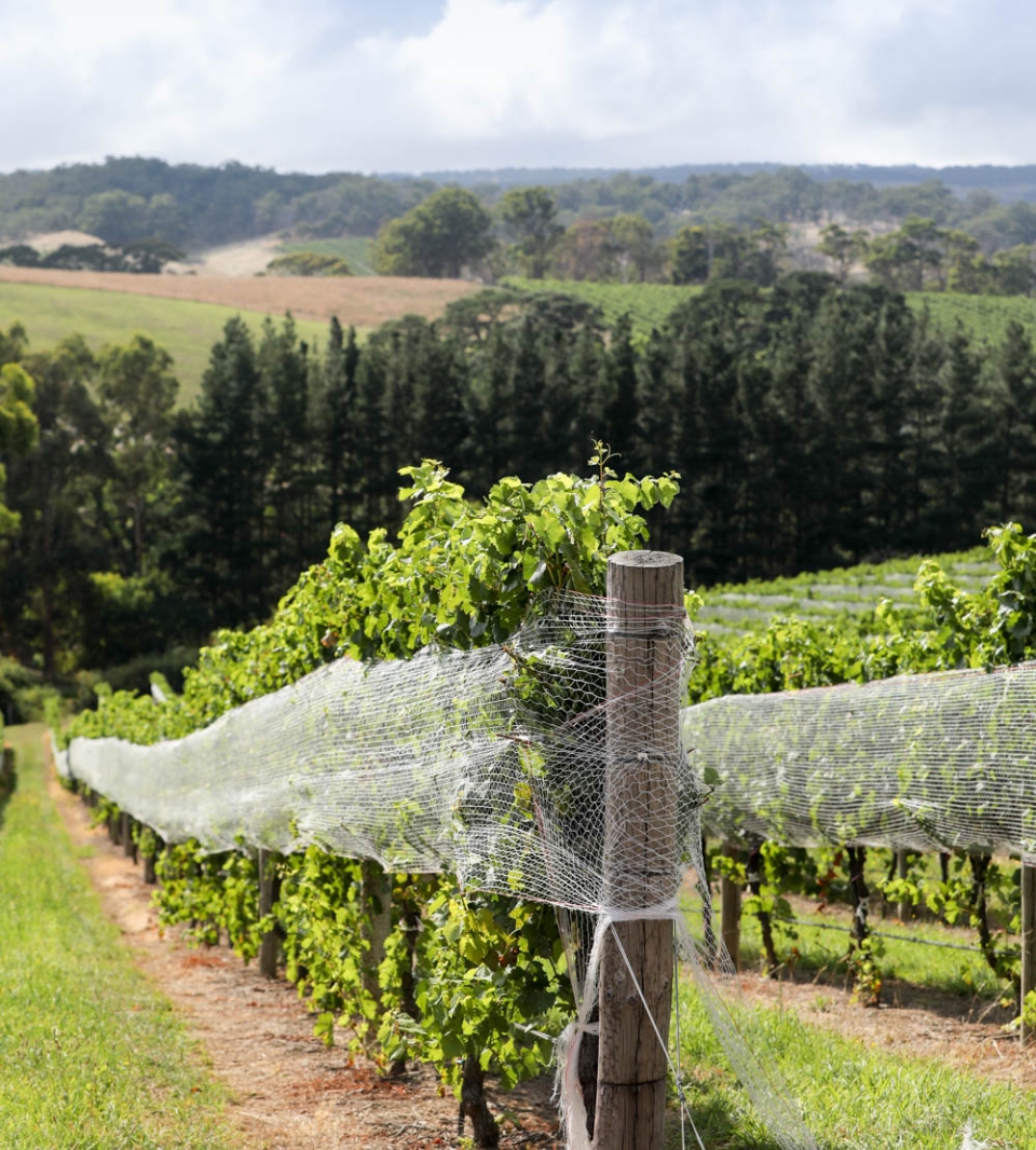 close up shot of lobethal vineyard with the Adelaide Hills in background