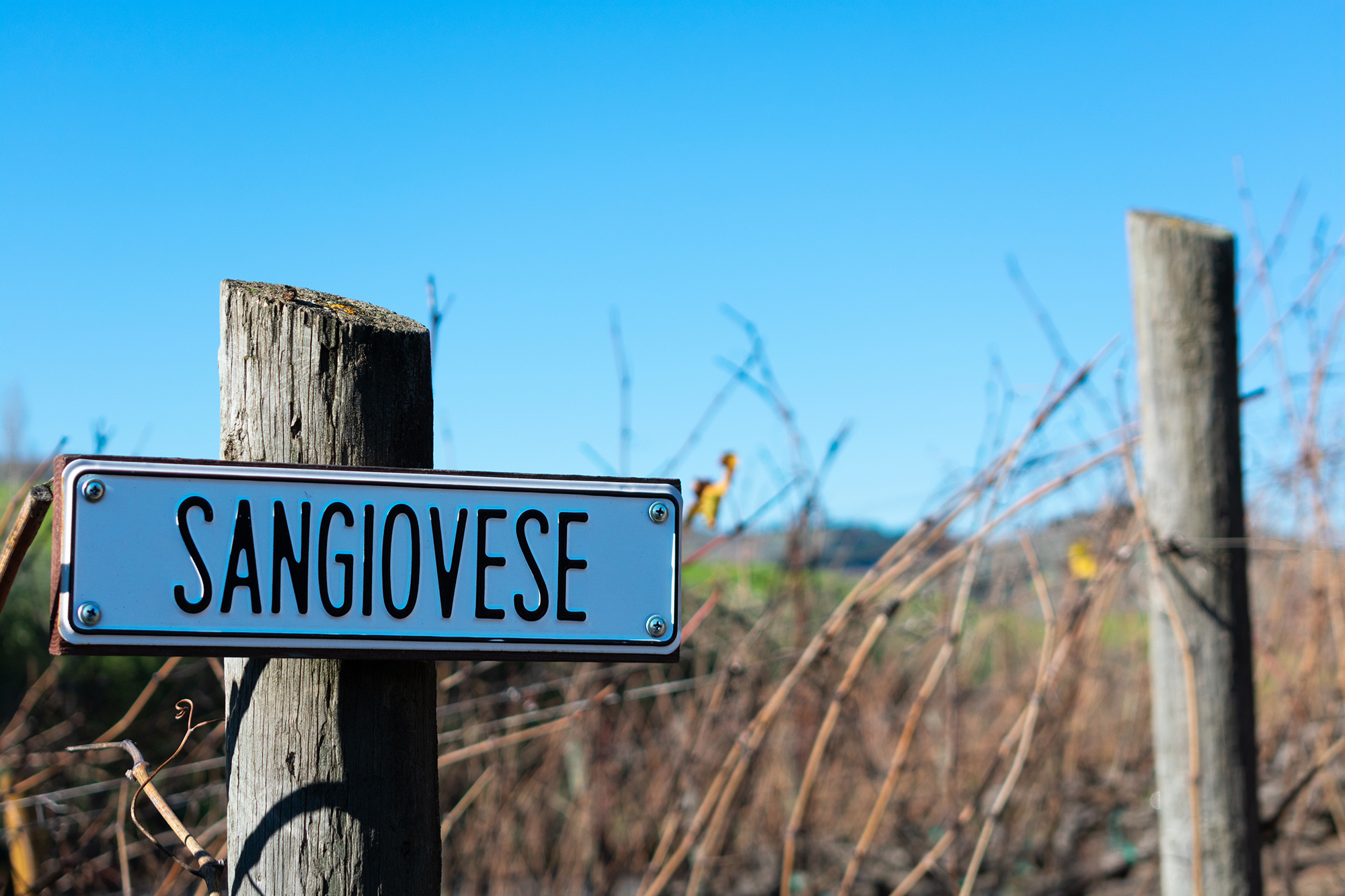 Photo of a sign that reads 'sangiovese' before a vineyard.
