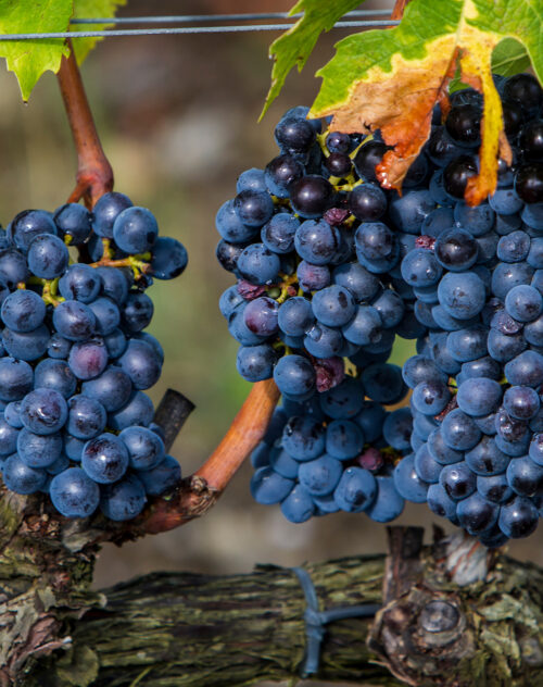 Photo of sangiovese wine grapes.