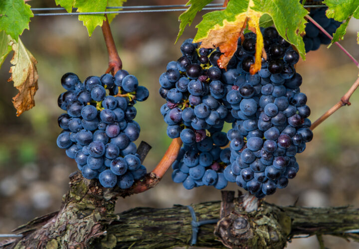 Photo of sangiovese wine grapes.