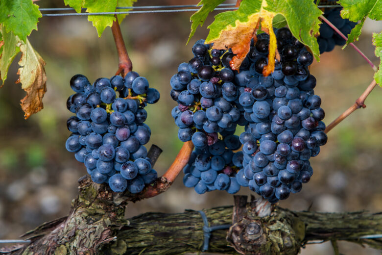 Photo of sangiovese wine grapes.